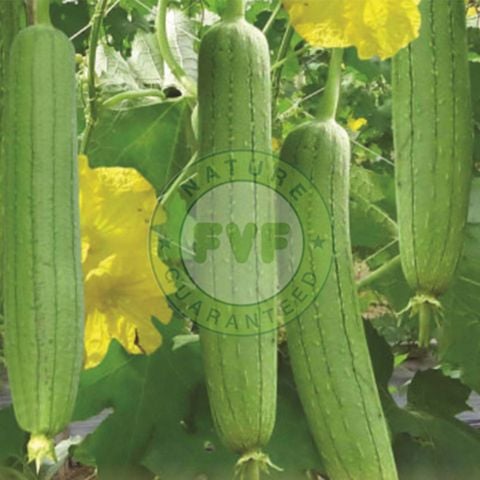  RAC FVF Mướp hương 1 KG 