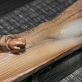  Thác khói trang trí đàn tranh 