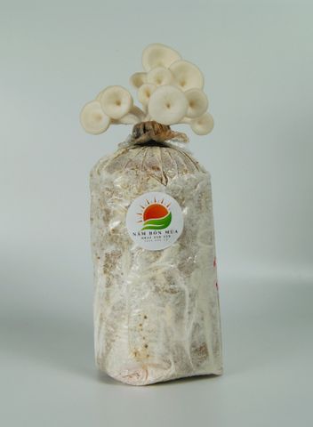 Phôi Nấm Sò 100% Hữu Cơ