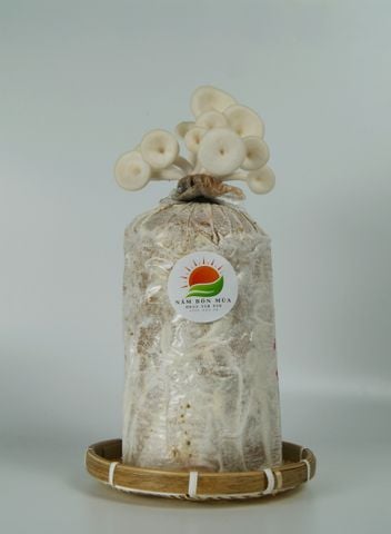 Phôi Nấm Sò 100% Hữu Cơ