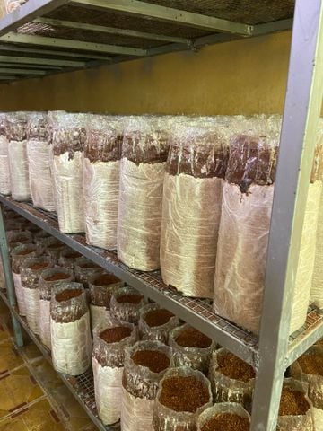 Combo 3 Phôi Nấm Mối Đen