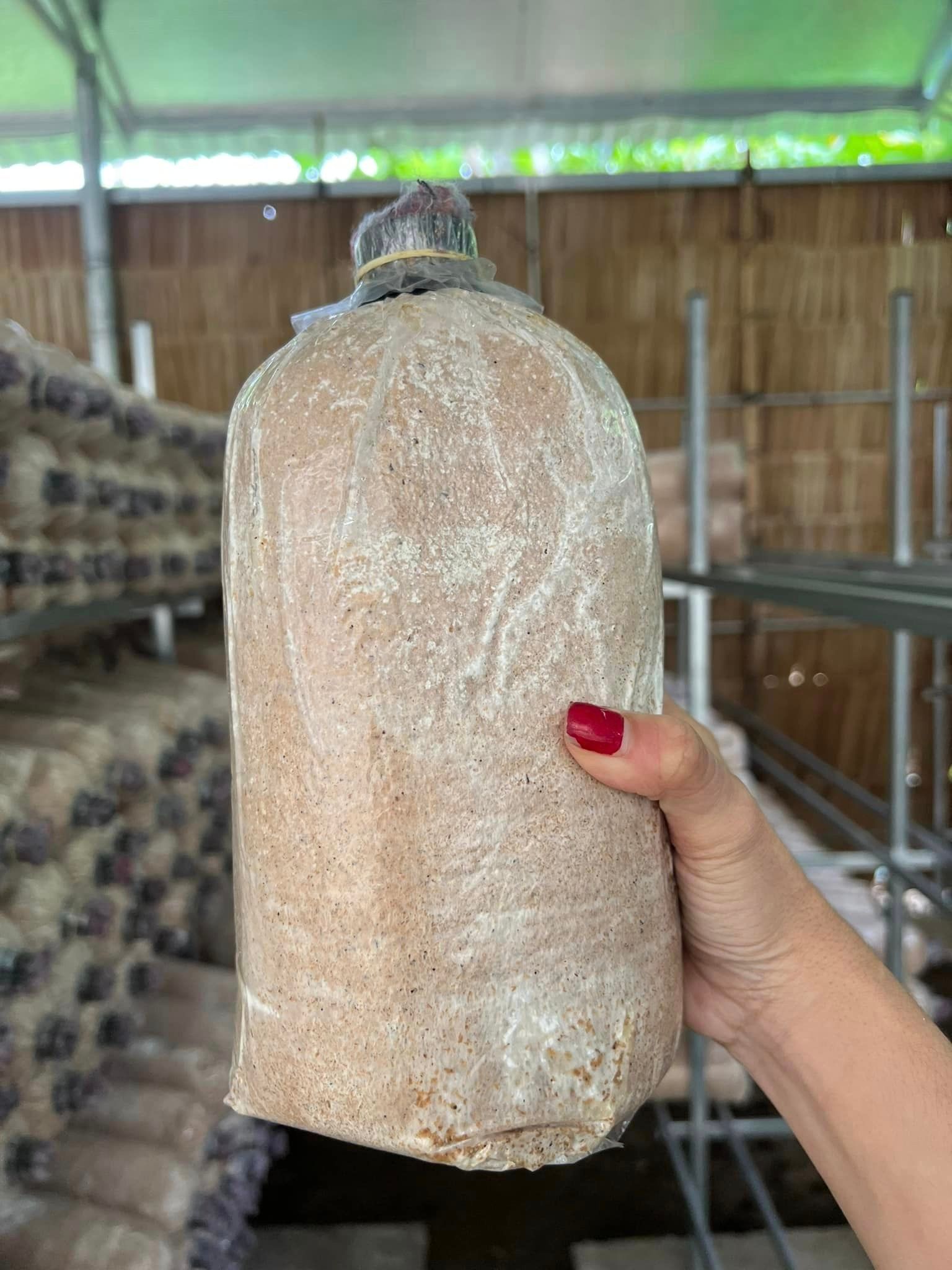 Combo 5 Phôi Nấm Mối Đen