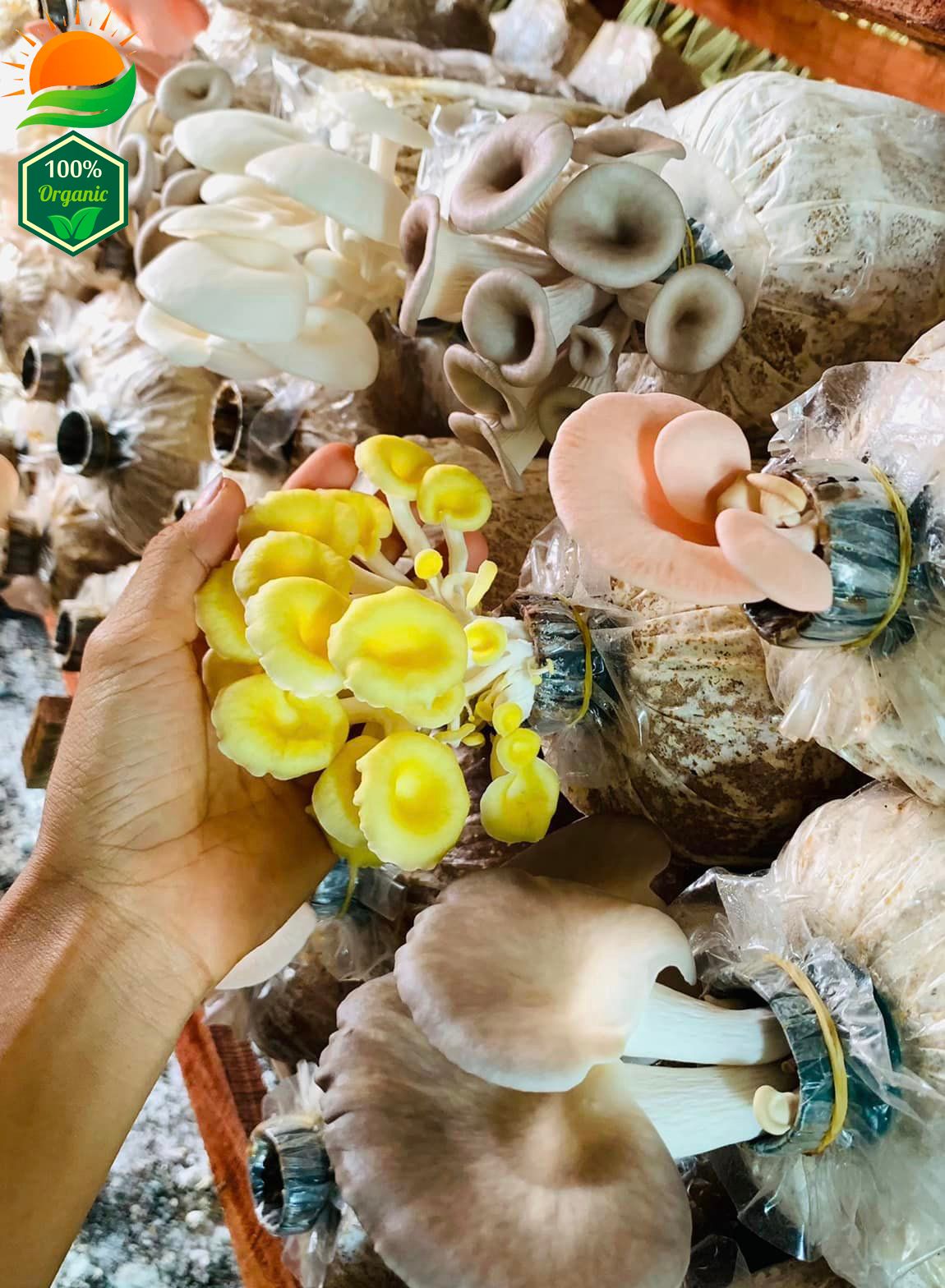 Combo Lẩu Nấm Số 5