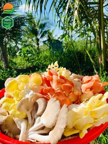 Combo Lẩu Nấm Số 2