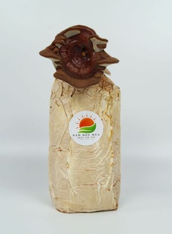 Phôi Nấm Linh Chi | Công Dụng Tuyệt Vời Của Nấm Linh Chi Bạn Chưa Biết