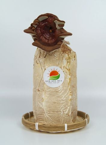 Phôi Nấm Linh Chi Đỏ | Cách Làm Phôi Nấm Linh Chi Đỏ Tự Trồng Tại Nhà