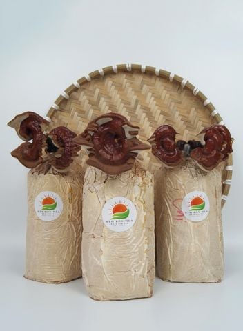 Phôi Nấm Linh Chi | Công Dụng Tuyệt Vời Của Nấm Linh Chi Bạn Chưa Biết