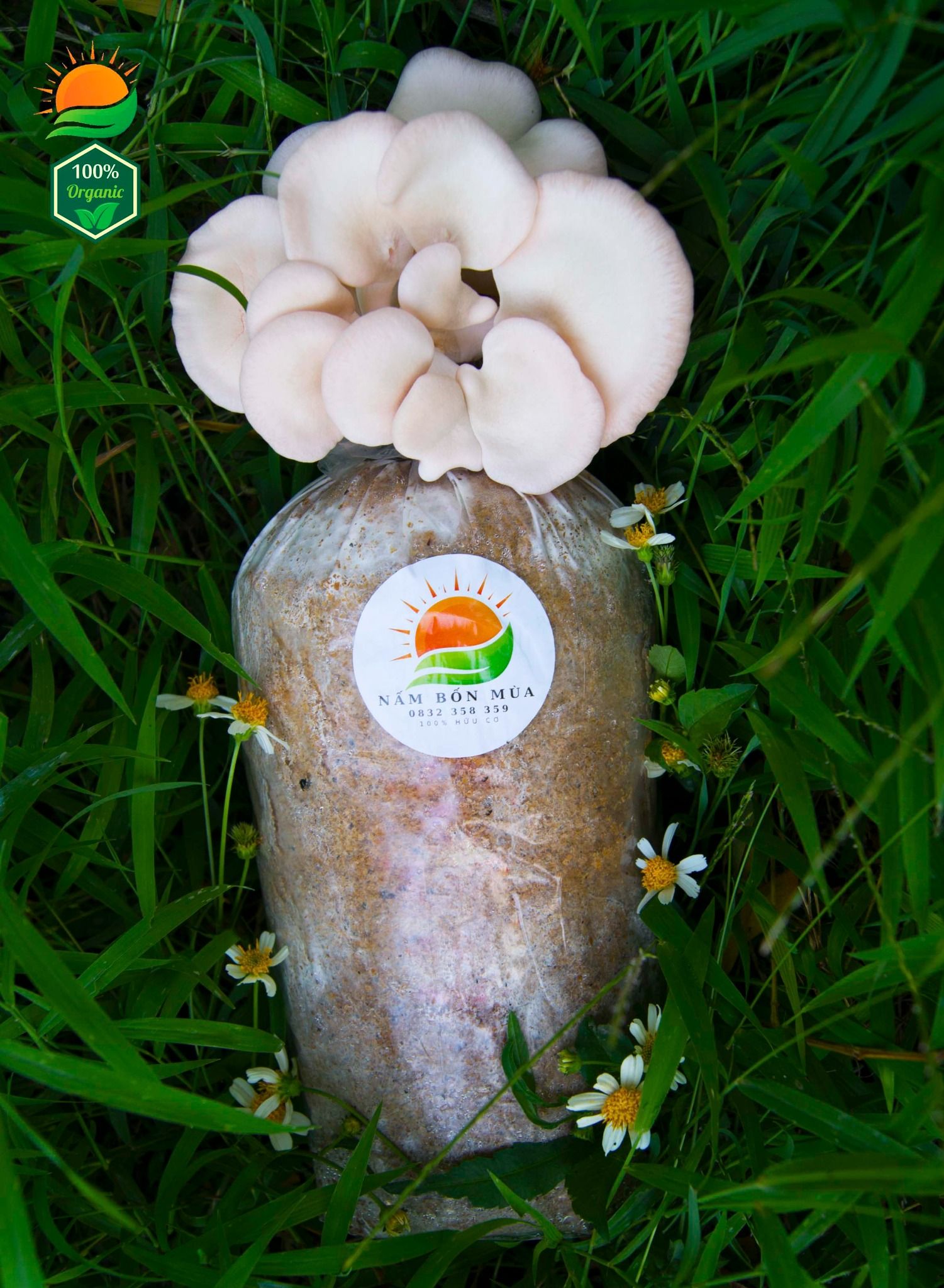 Combo 5 Phôi Nấm Hồng Ngọc