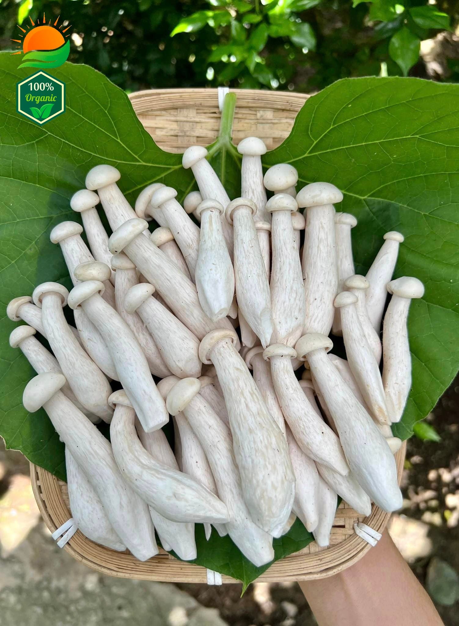 Phôi Nấm Kim Phúc 100% Hữu Cơ