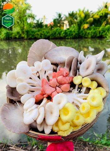 Combo Lẩu Nấm Số 3