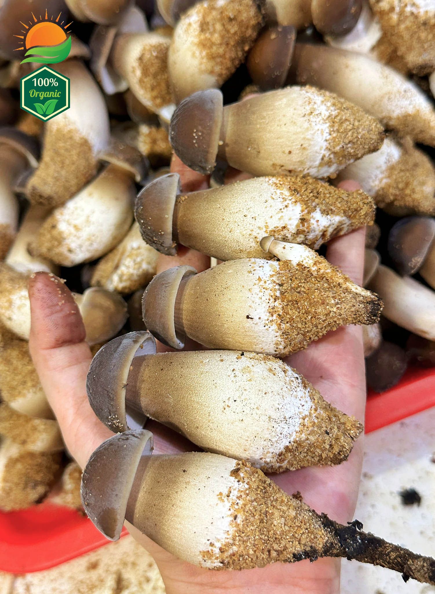 Combo 3 Phôi Nấm Mối Đen