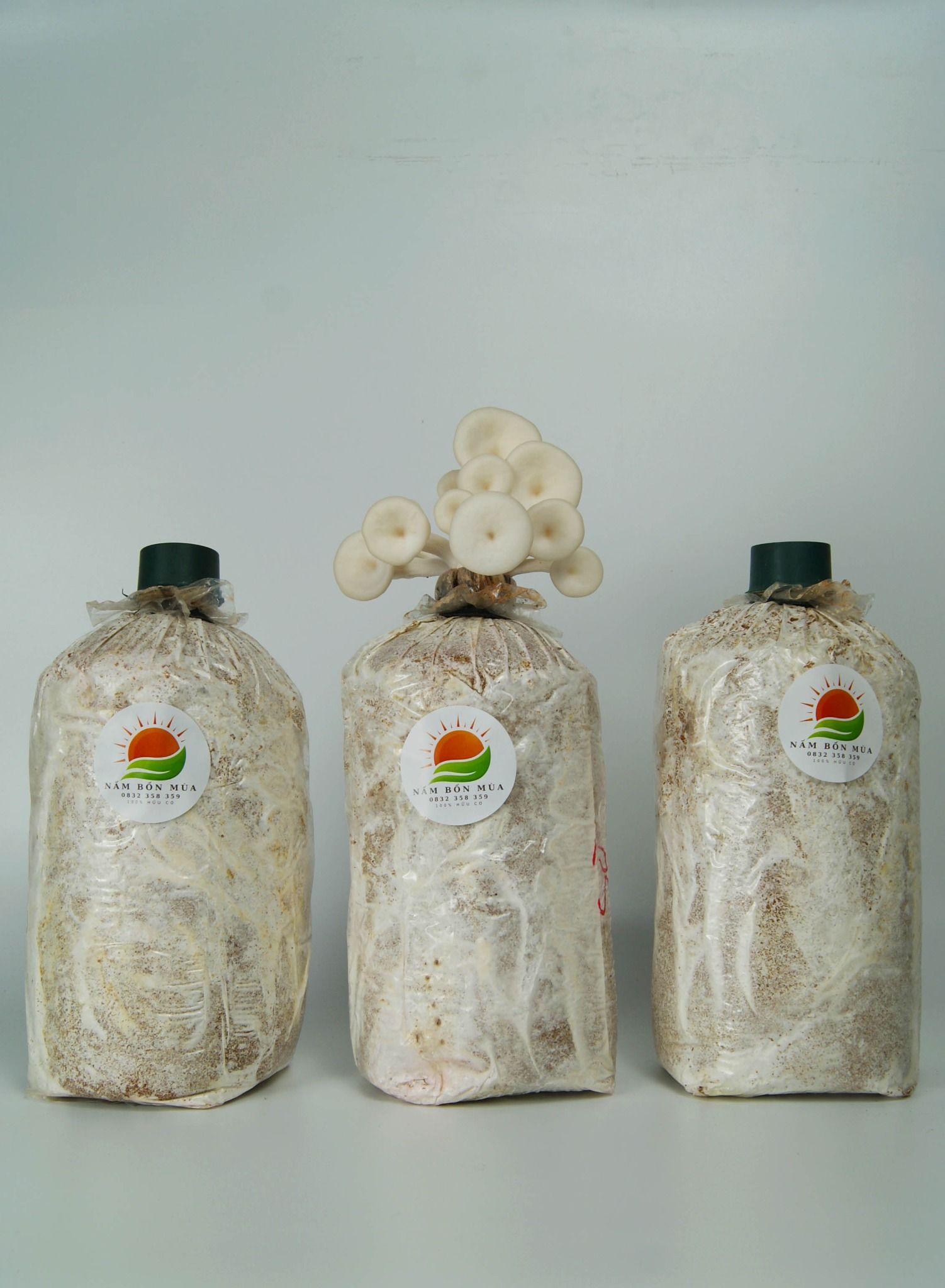 Combo 3 Phôi Nấm Sò