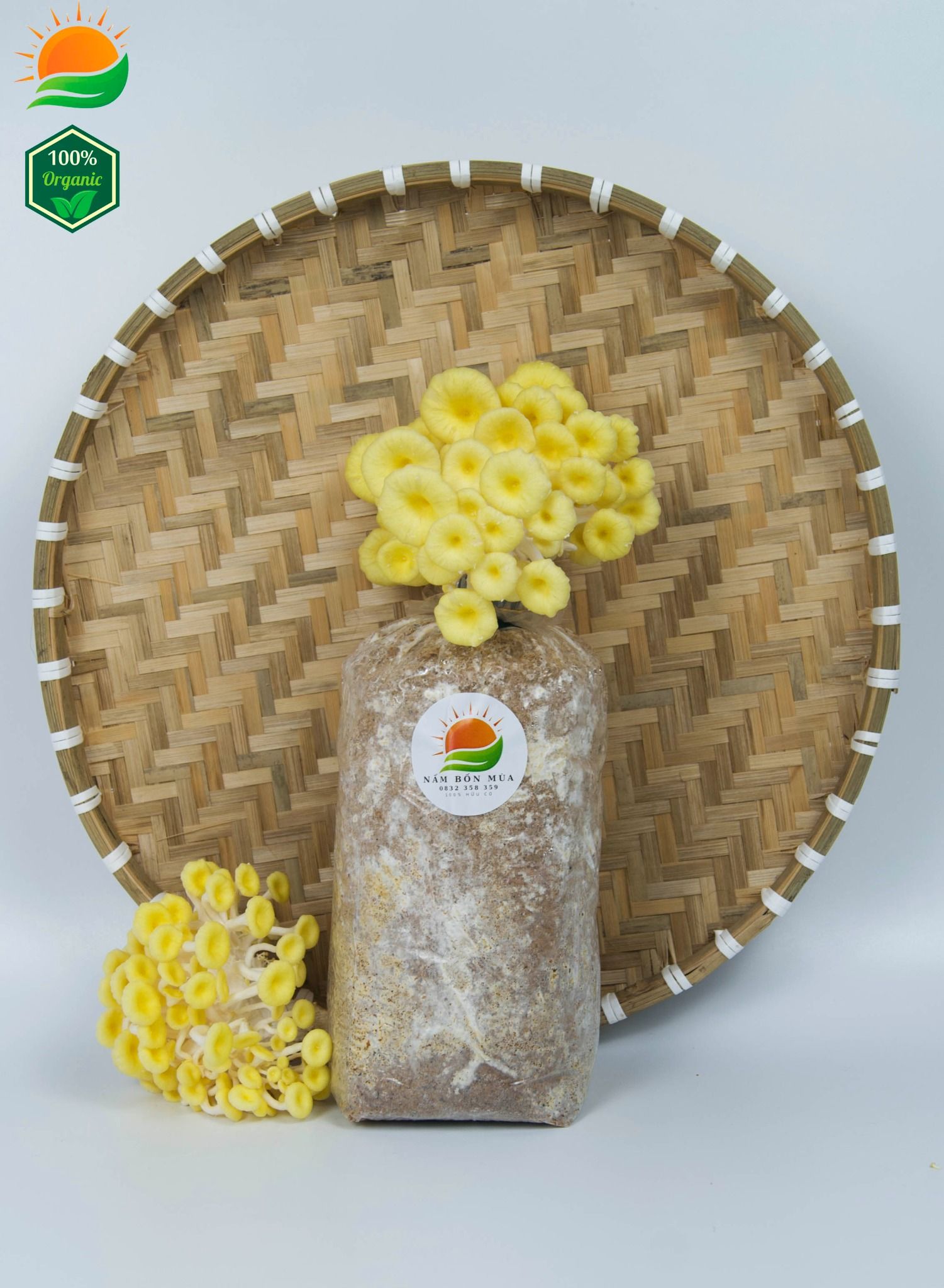 Combo 3 Phôi Nấm Hoàng Kim