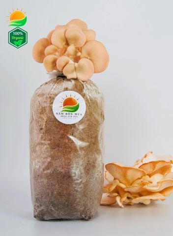 Combo 3 Phôi Nấm Hồng Ngọc