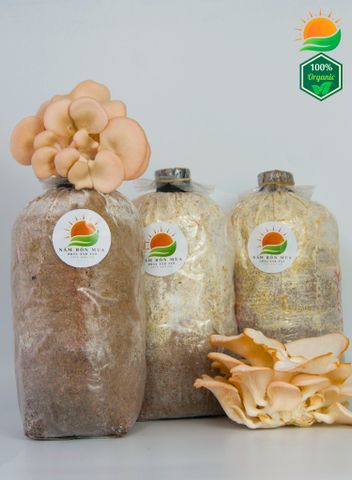 Combo 5 Phôi Nấm Hồng Ngọc