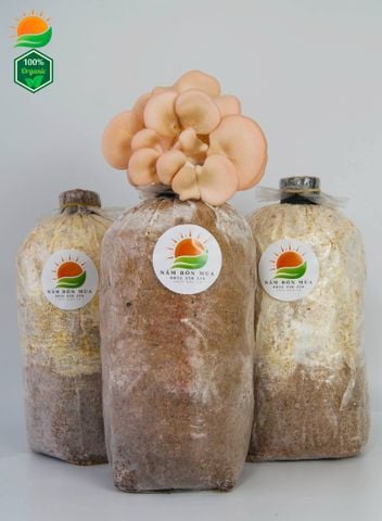 Combo 3 Phôi Nấm Hồng Ngọc