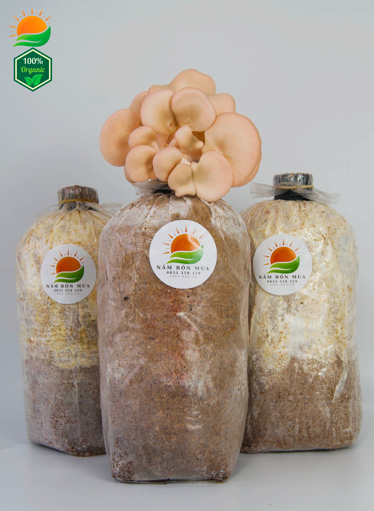 Combo 5 Phôi Nấm Hồng Ngọc