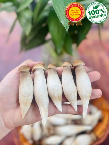 Nấm Mối Đen LOẠI 2 Tại Tp HCM | Giá Nấm Mối Đen Ở HCM - Cập Nhật