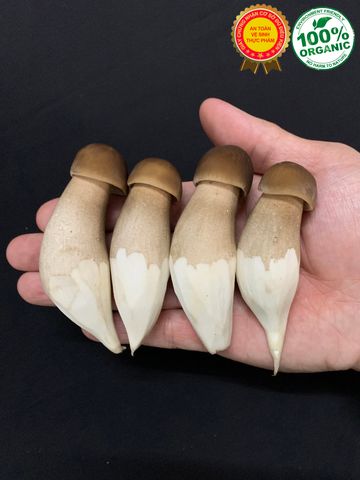 Nấm Mối Đen LOẠI 2 Tại Tp HCM | Giá Nấm Mối Đen Ở HCM - Cập Nhật