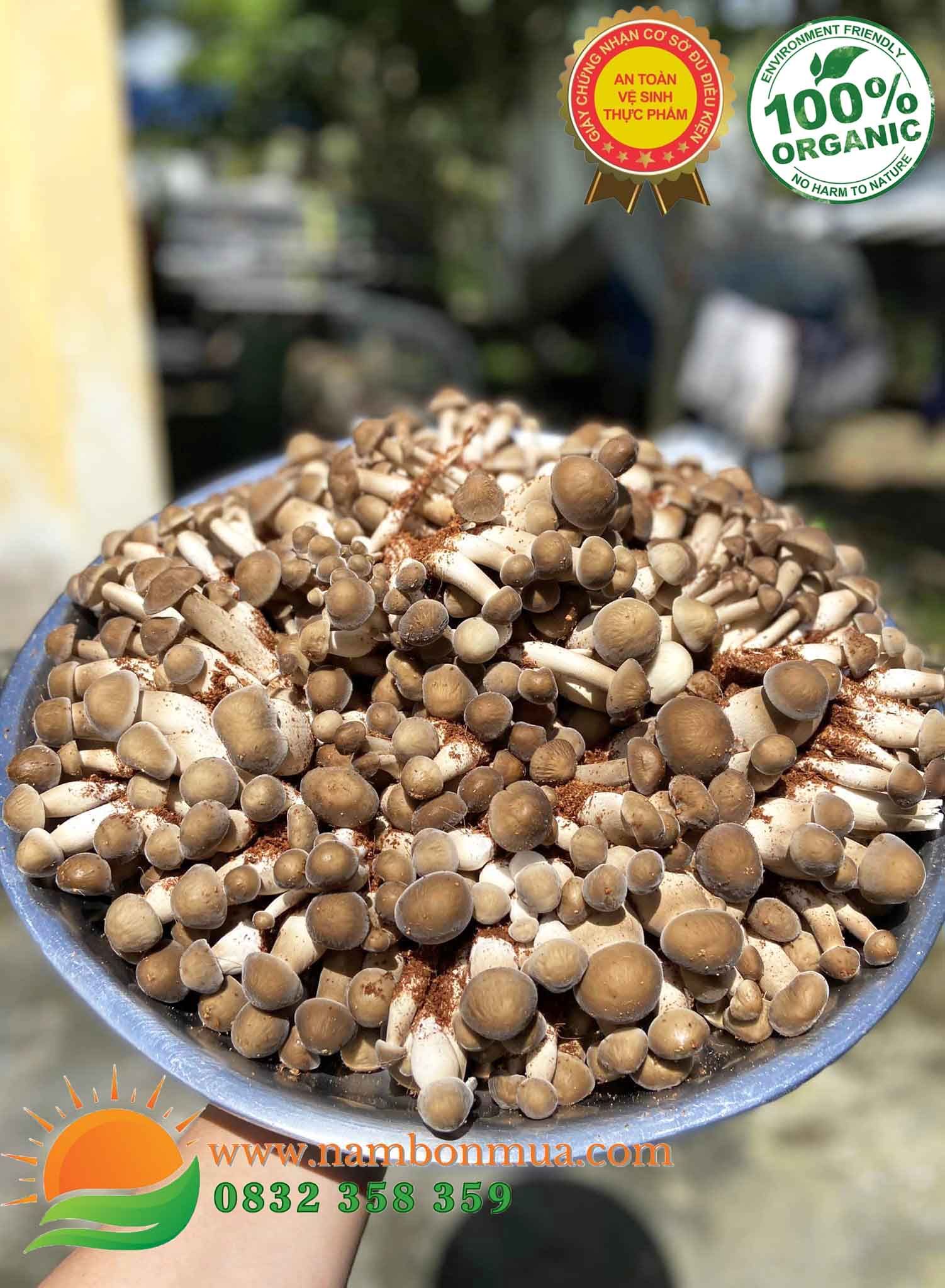 Nấm Mối Đen LOẠI 2 Tại Tp HCM | Giá Nấm Mối Đen Ở HCM - Cập Nhật