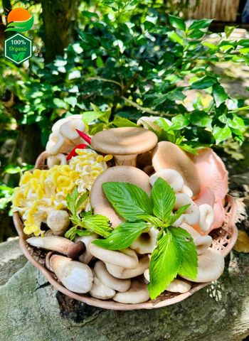 Combo Lẩu Nấm Số 1