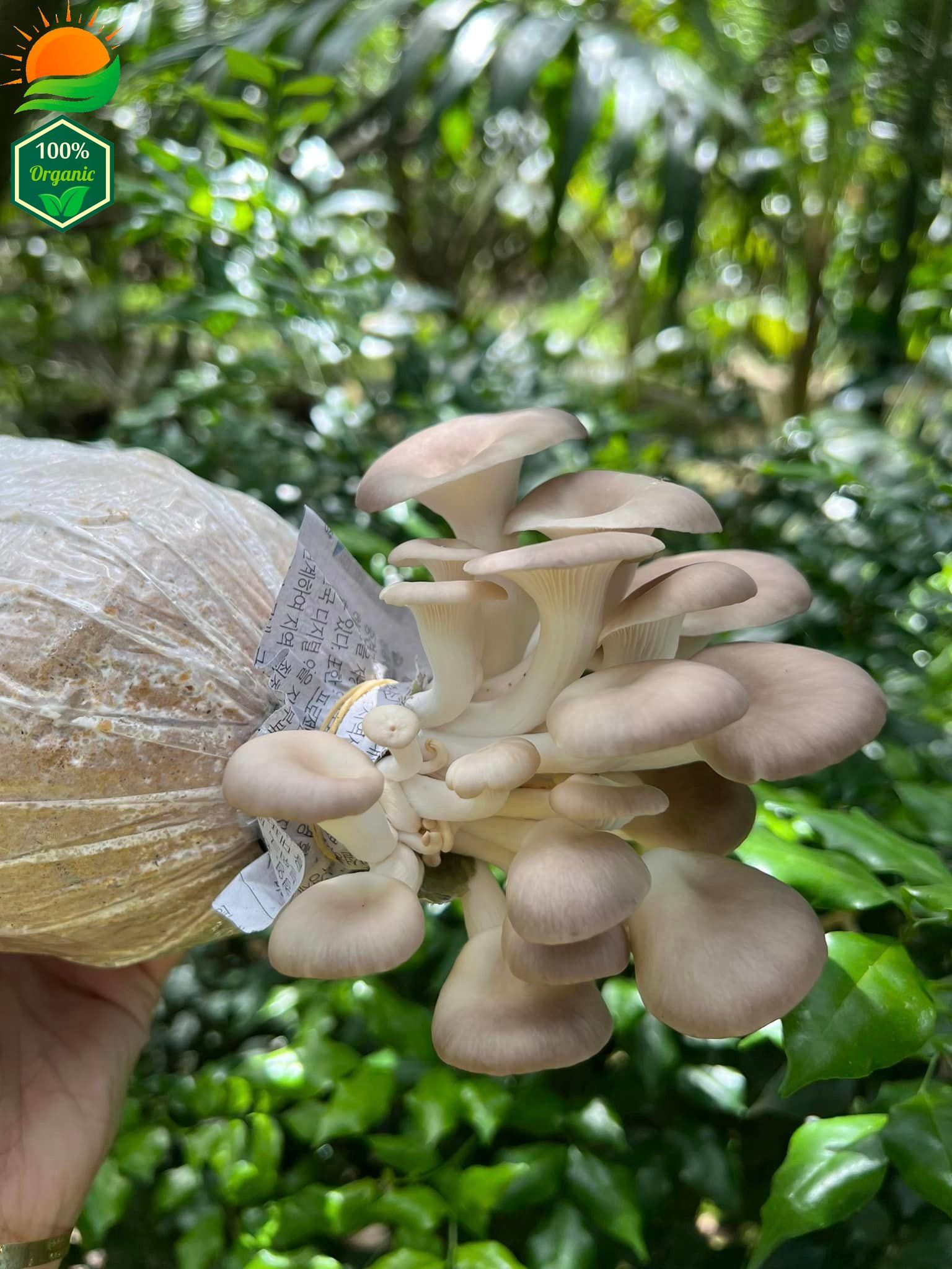 Combo 3 Phôi Nấm Bào Ngư
