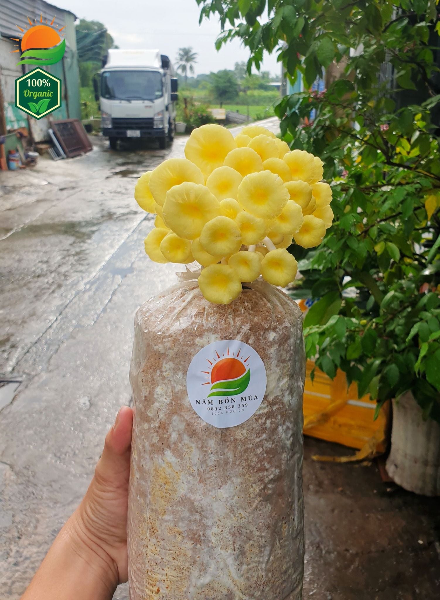 Combo 5 Phôi Nấm Hoàng Kim