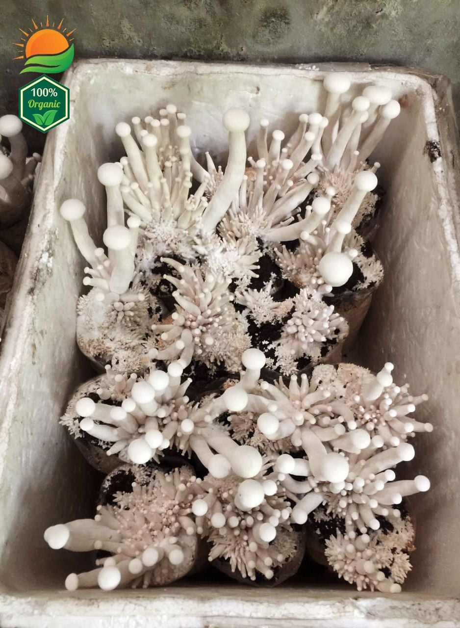 Phôi Nấm Kim Phúc 100% Hữu Cơ