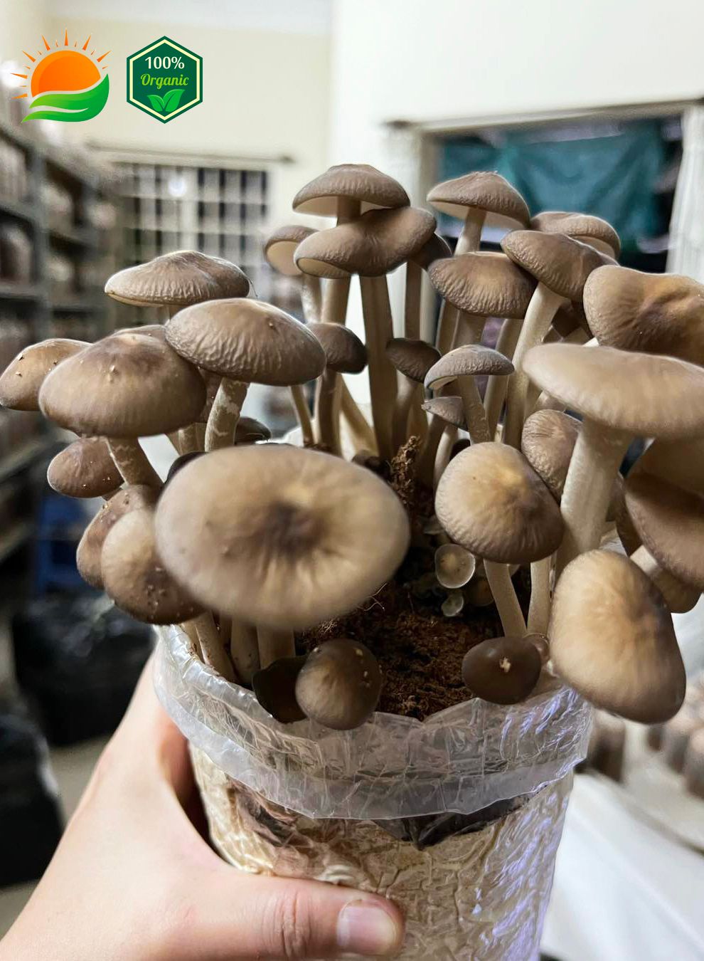 Phôi Nấm Mối Đen 100% Hữu Cơ