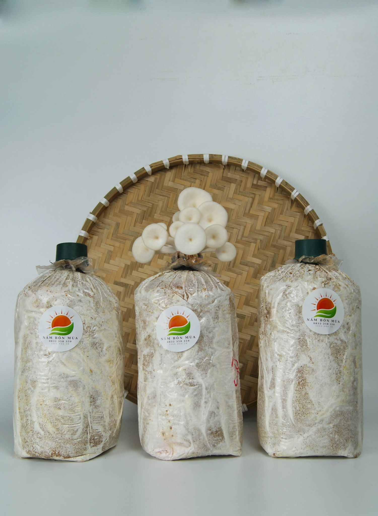 Combo 5 Phôi Nấm Sò
