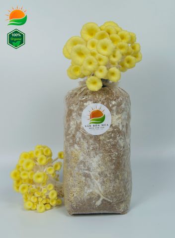 Phôi Nấm Hoàng Kim 100% Hữu Cơ