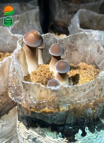 Phôi Nấm Mối Đen 100% Hữu Cơ