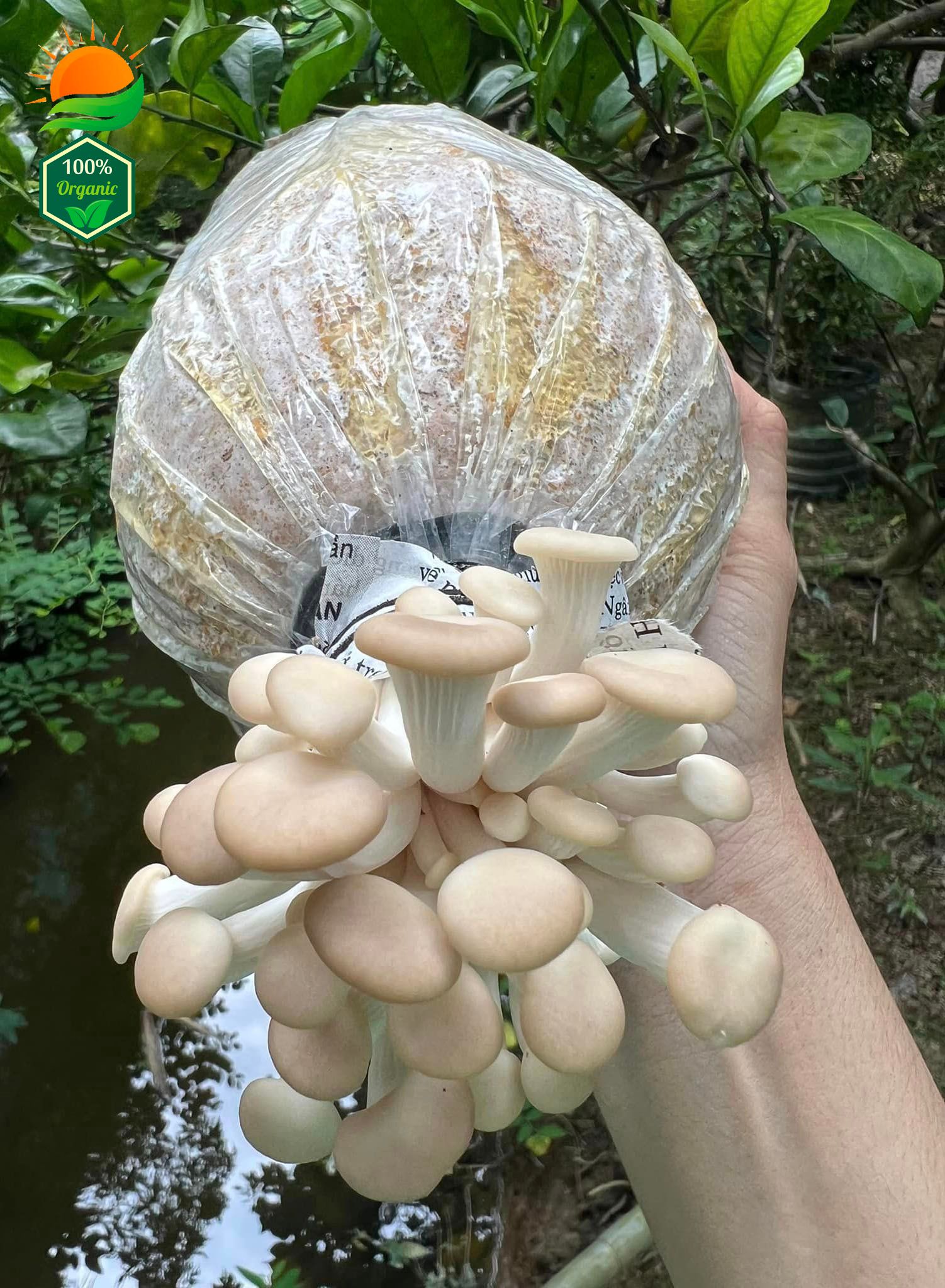 Combo 3 Phôi Nấm Bào Ngư