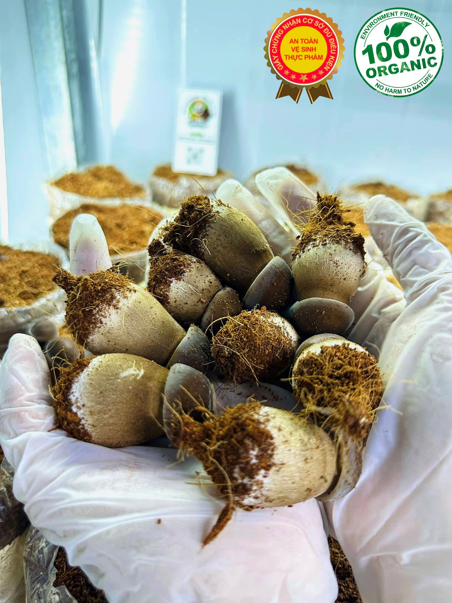 Mua Nấm Mối Đen Tươi – Địa Chỉ Uy Tín Tại Tp HCM