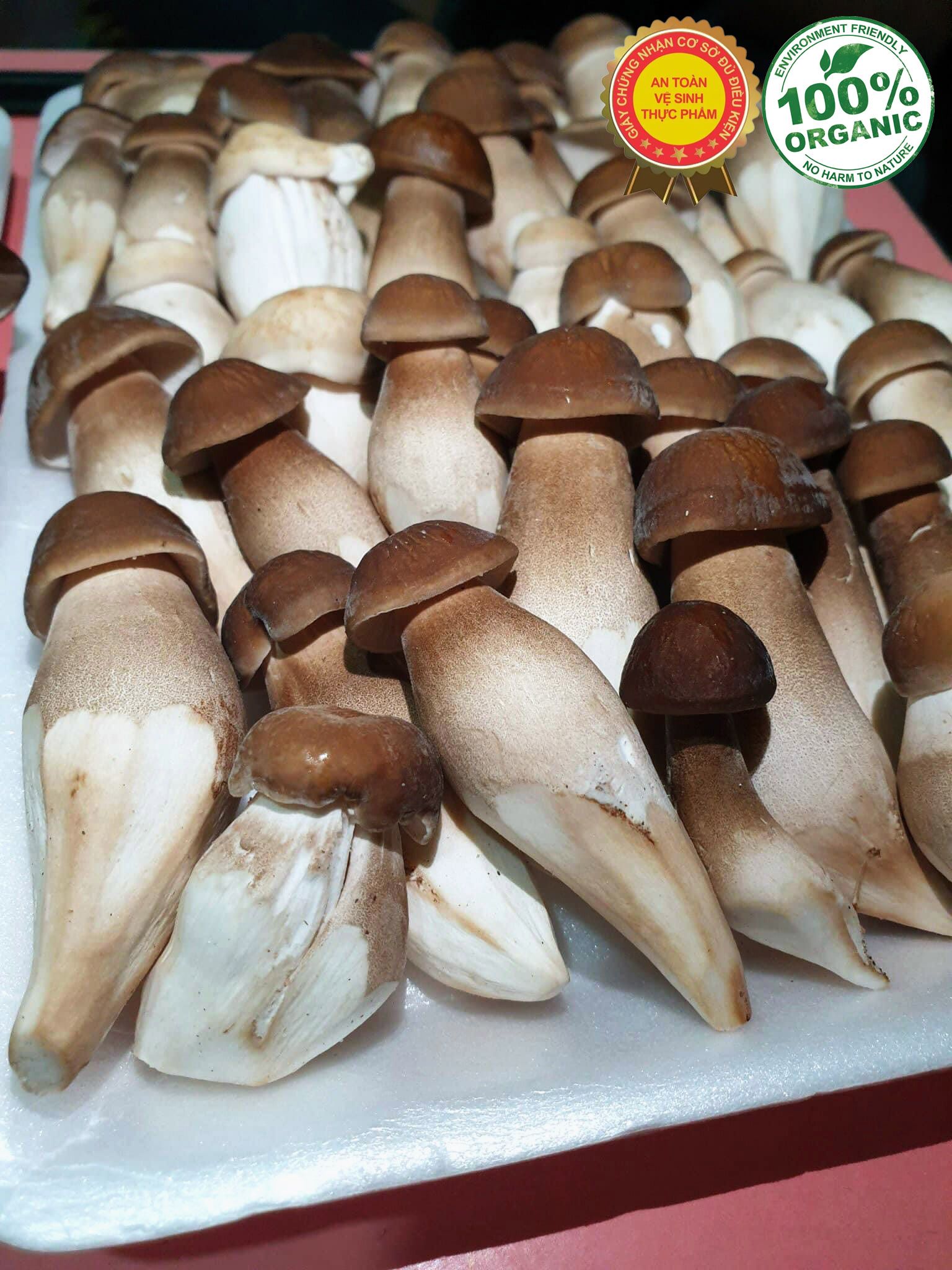 Mua Nấm Mối Đen Tươi – Địa Chỉ Uy Tín Tại Tp HCM