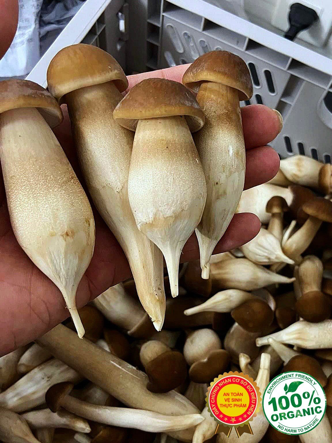 Mua Nấm Mối Đen Tươi – Địa Chỉ Uy Tín Tại Tp HCM