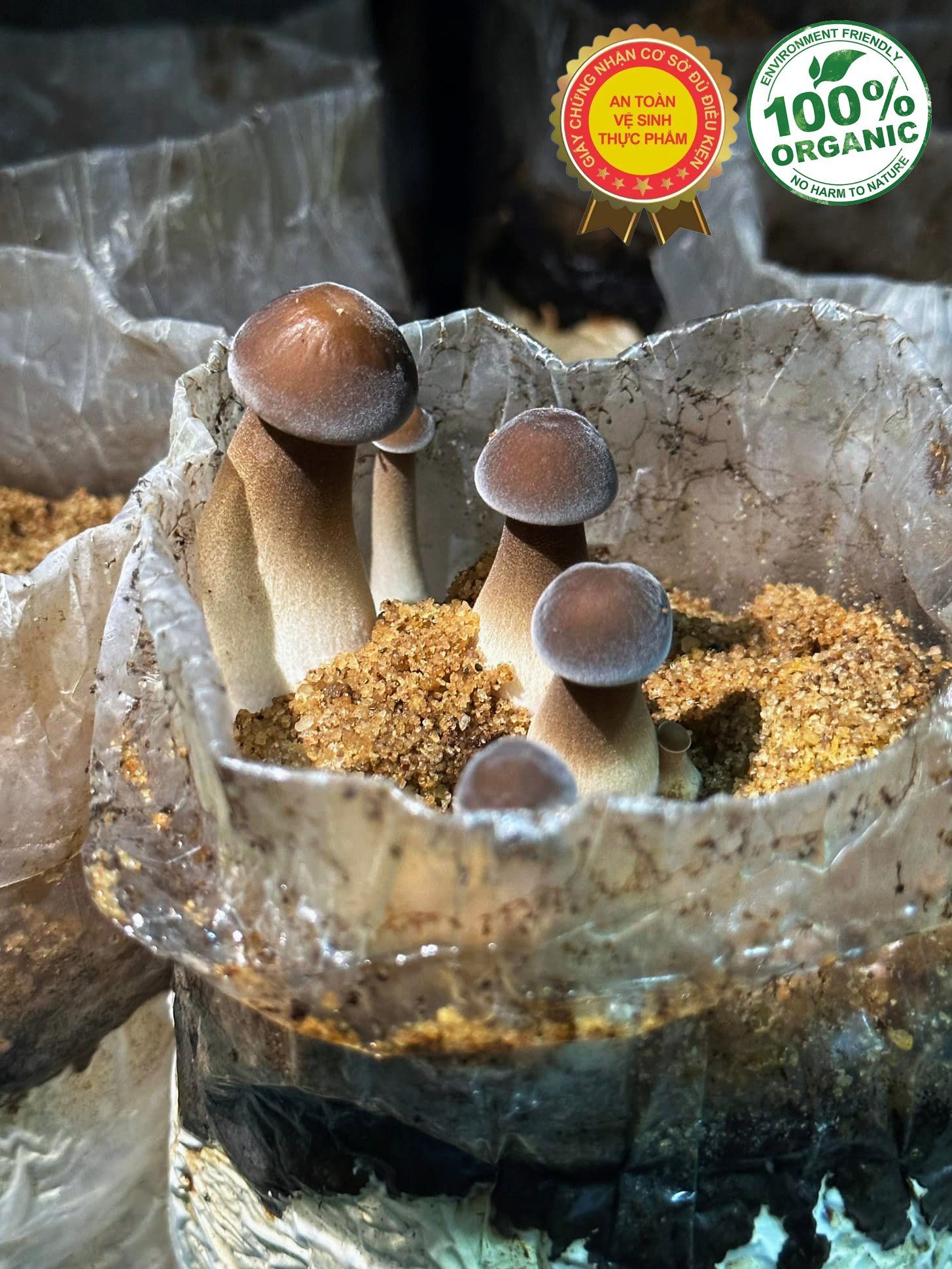 Mua Nấm Mối Đen Tươi – Địa Chỉ Uy Tín Tại Tp HCM