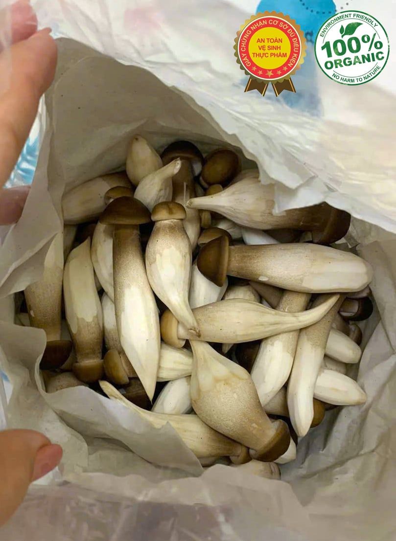Mua Nấm Mối Đen Tươi – Địa Chỉ Uy Tín Tại Tp HCM