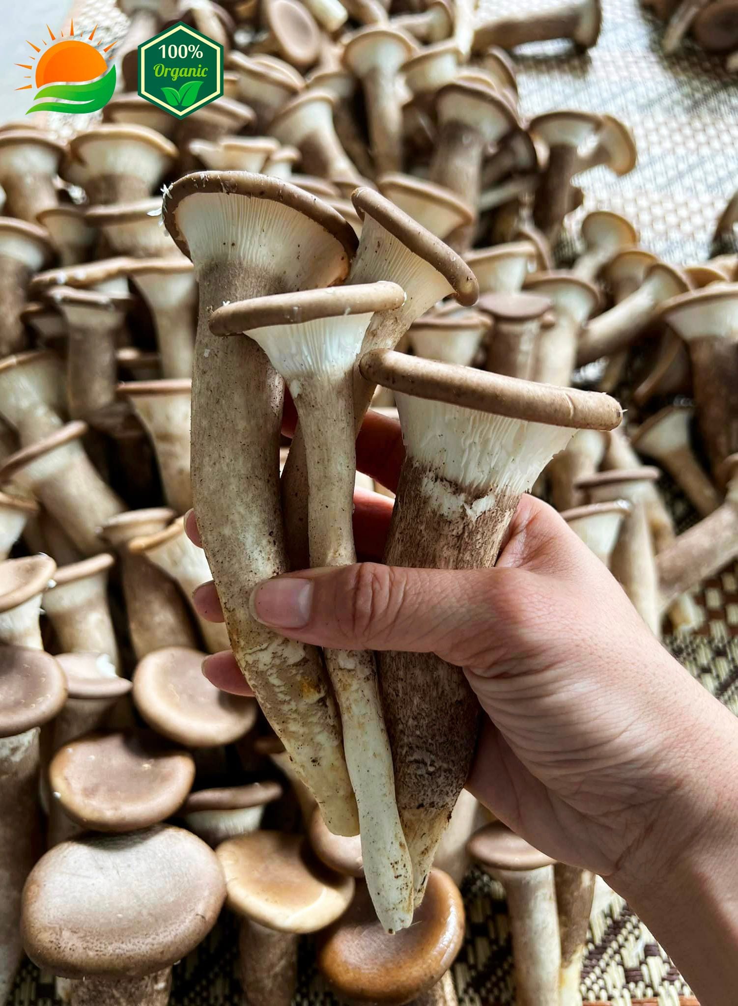 Phôi Nấm Chân Dài 100% Hữu Cơ