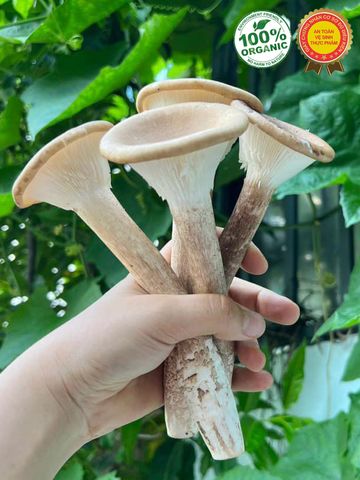 Nấm Chân Dài - Tươi, Giòn, 100% Hữu Cơ