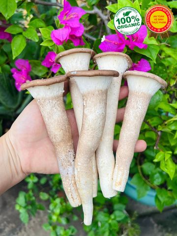 Nấm Chân Dài - Tươi, Giòn, 100% Hữu Cơ