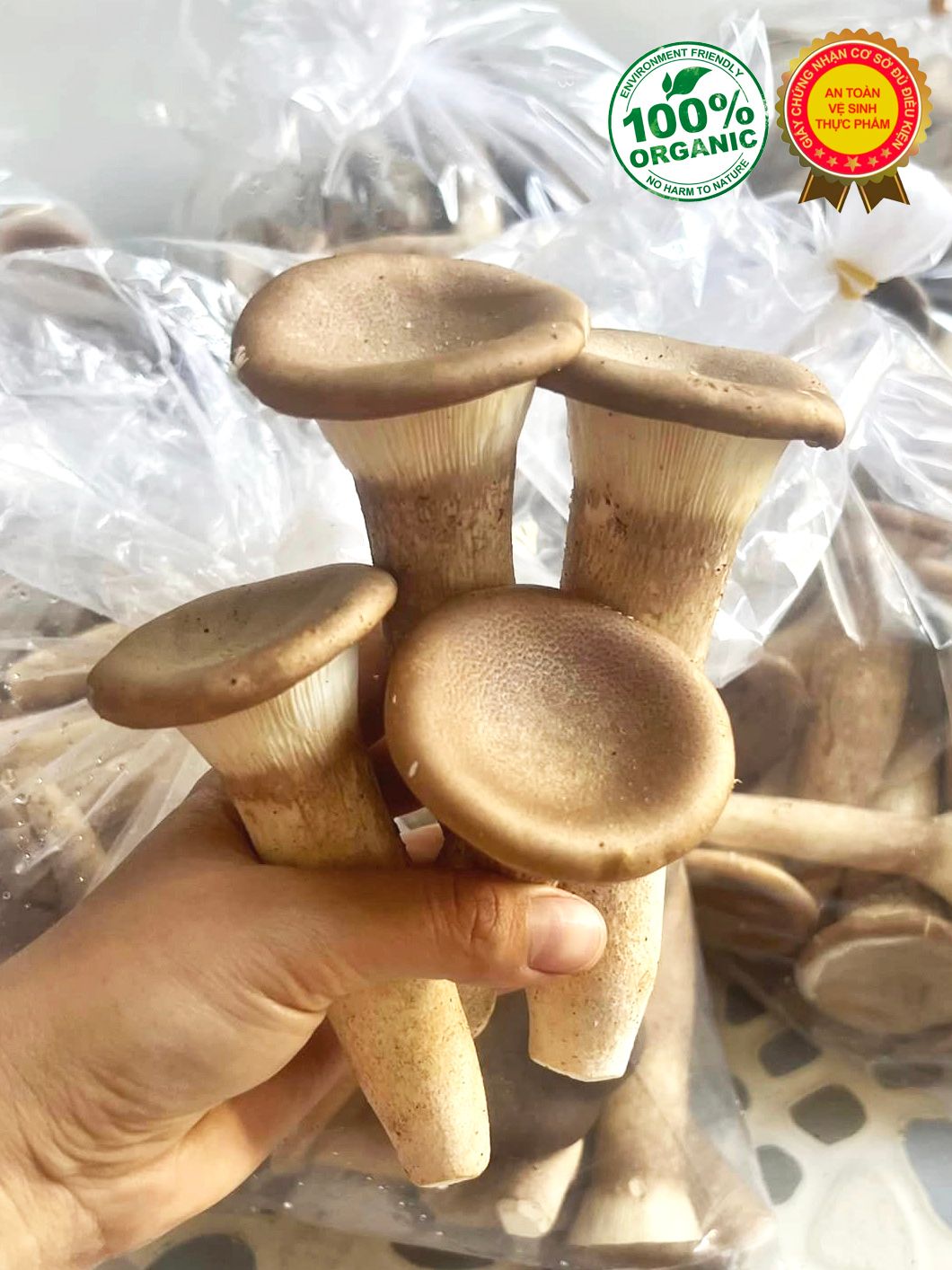 Nấm Chân Dài - Tươi, Giòn, 100% Hữu Cơ