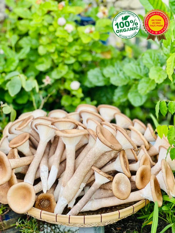 Nấm Chân Dài - Tươi, Giòn, 100% Hữu Cơ