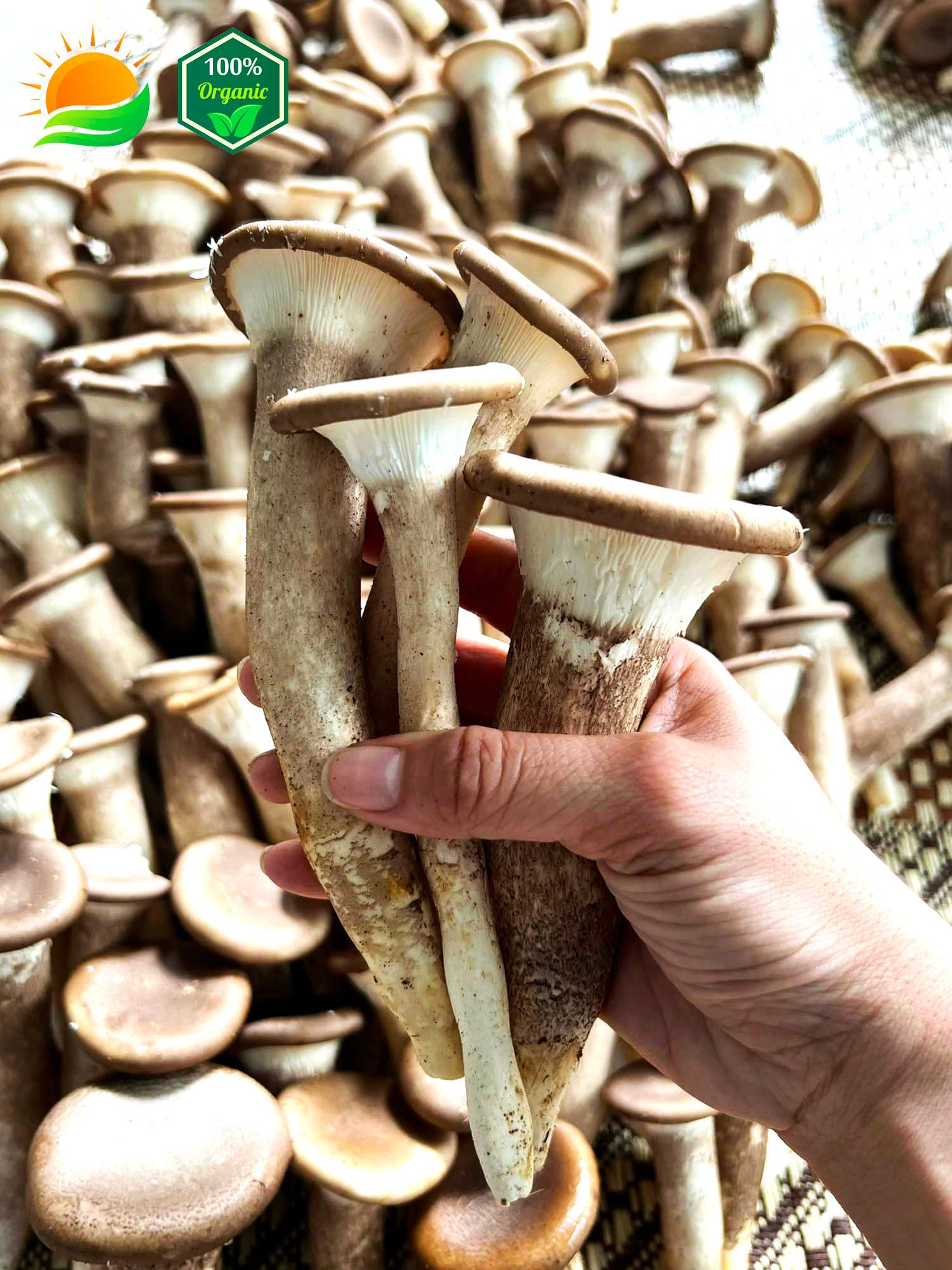 Nấm Chân Dài - Tươi, Giòn, 100% Hữu Cơ