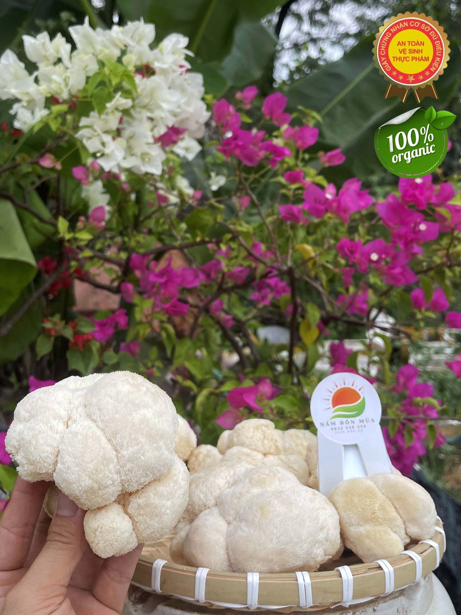 Nấm Hầu Thủ Tươi – chứng nhận Vệ Sinh - An Toàn Thực Phẩm