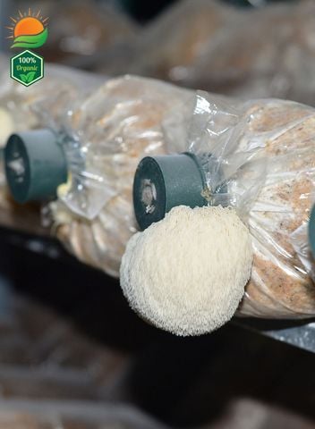 Phôi Nấm Hầu Thủ 100% Hữu Cơ