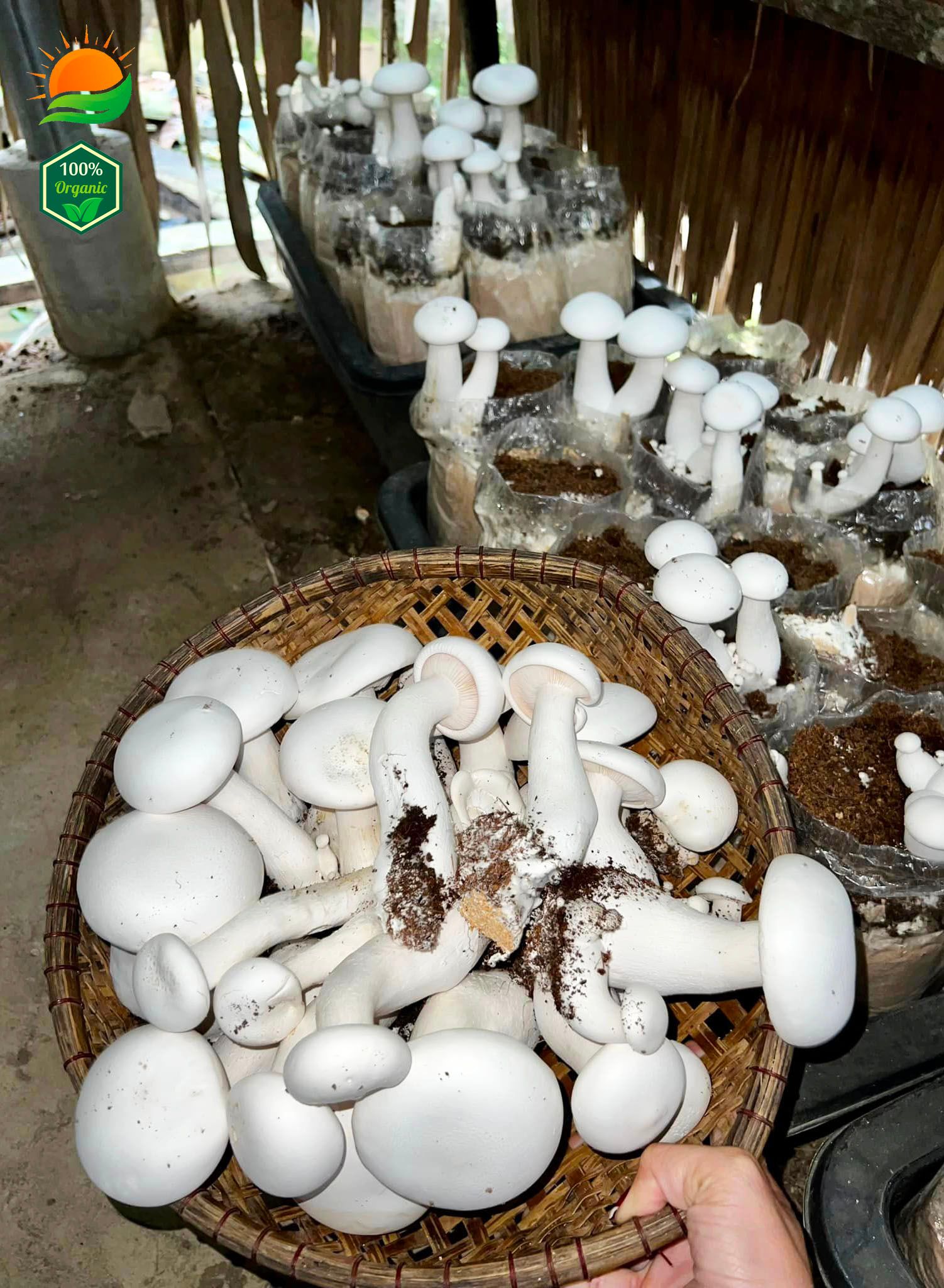 Phôi Nấm Hoàng Đế 100% Hữu Cơ