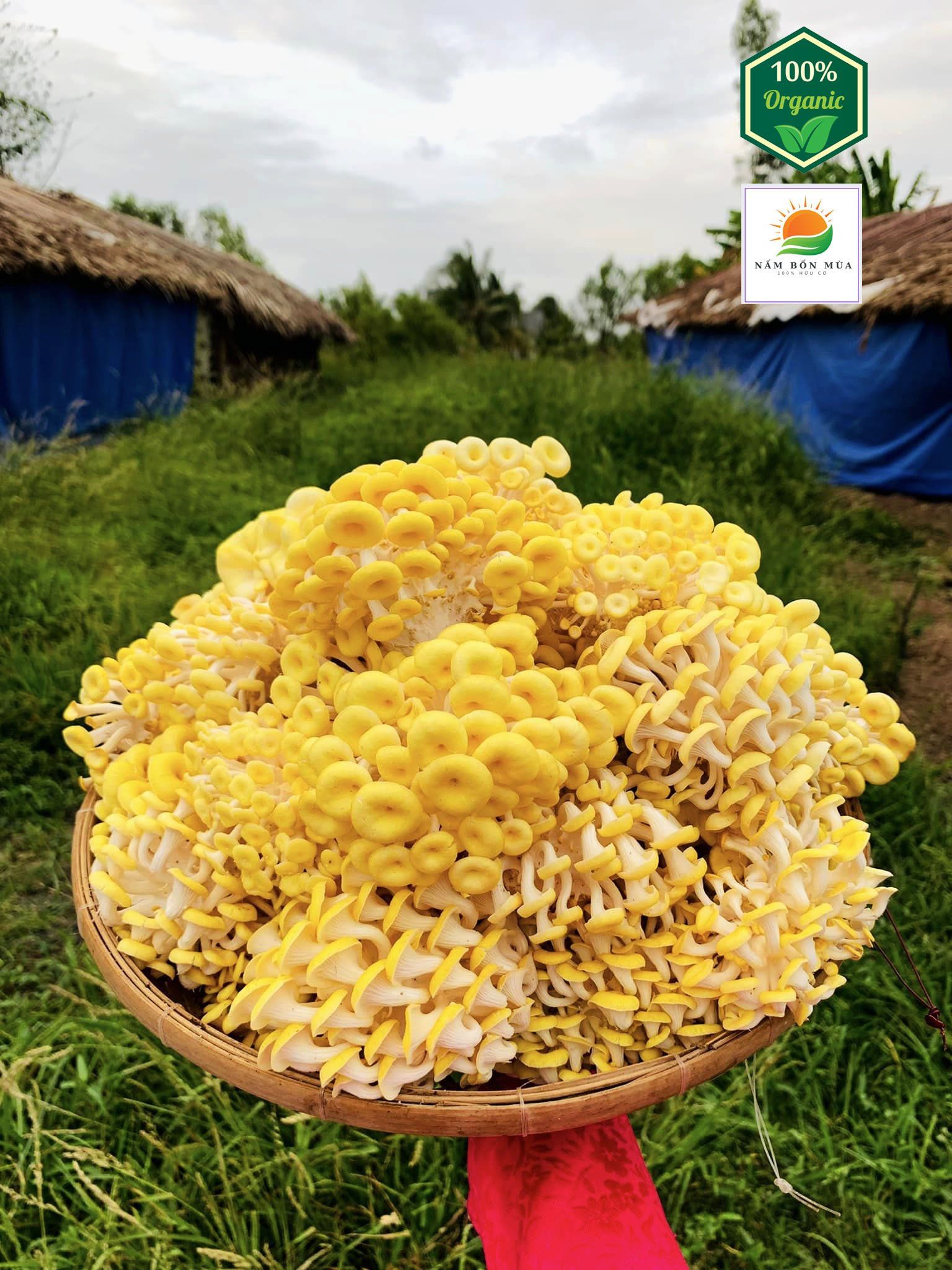 Combo 5 Phôi Nấm Hoàng Kim