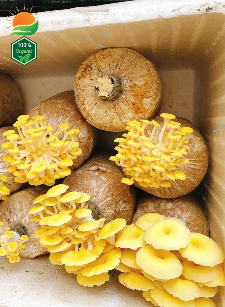 Combo 3 Phôi Nấm Hoàng Kim