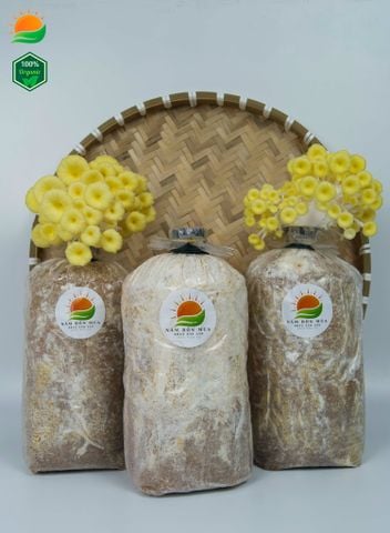 Combo 3 Phôi Nấm Hoàng Kim
